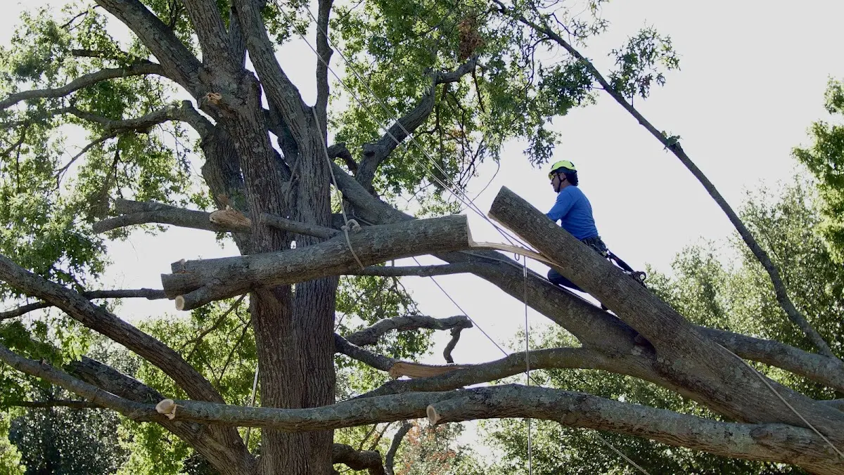 Professional Crown Thinning performed by certified arborists in Delphi