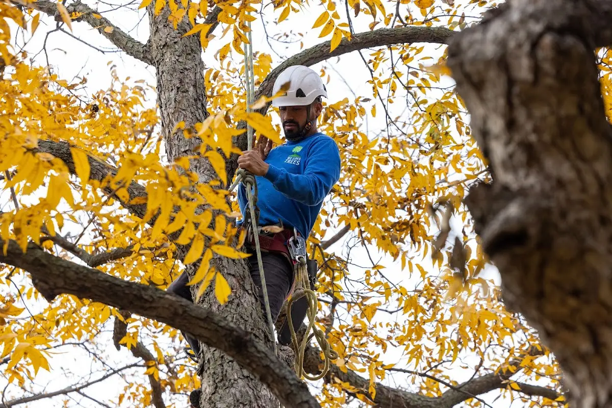 Skilled Emergency Tree Service crew working in Delphi